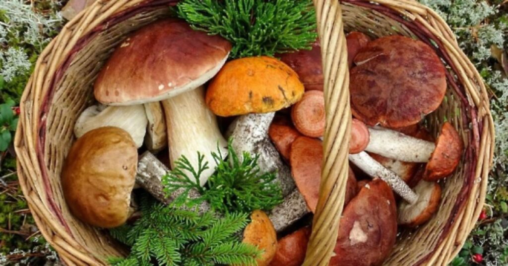 Чи можна збирати гриби в Німеччині: повний гід з правилами, місцями та секретами