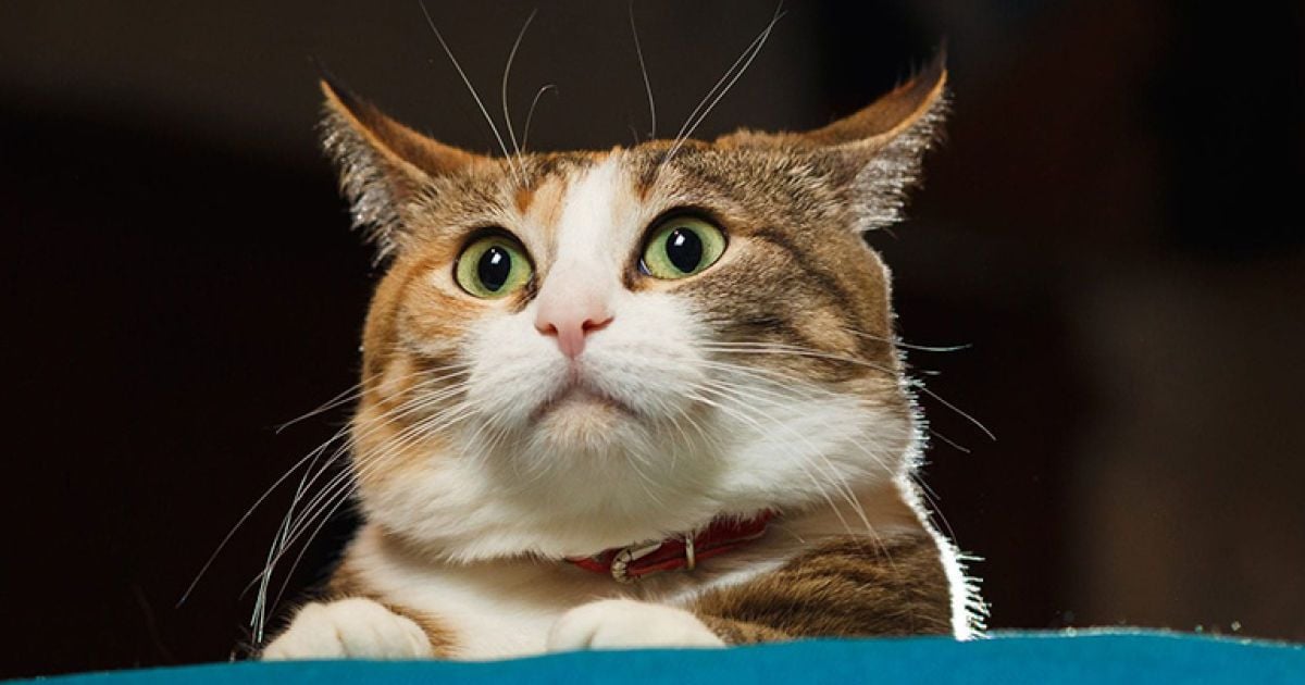 чи передаються глисти від котів