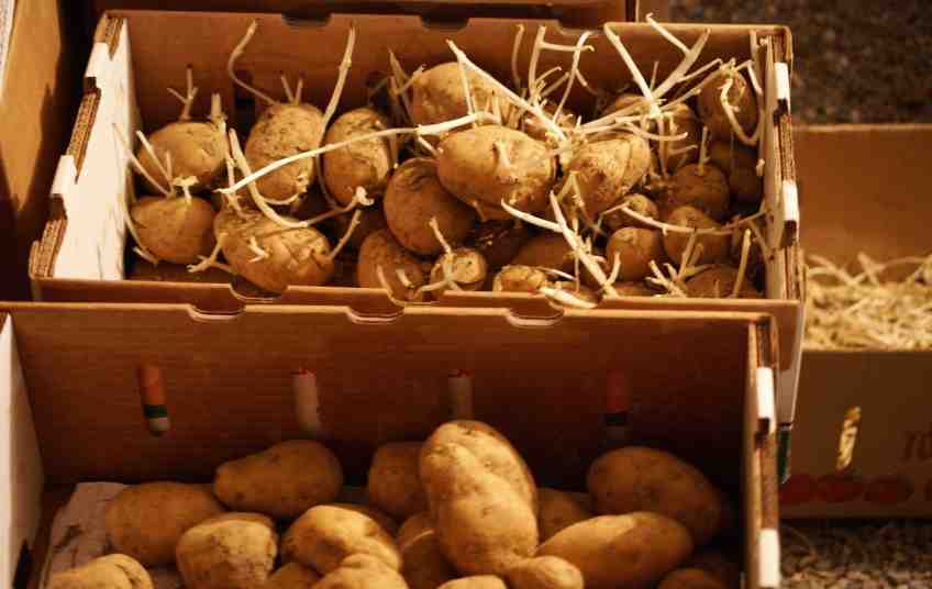 чи потрібно обривати паростки на картоплі