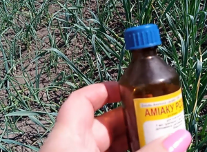 Чи шкідливий нашатирний спирт: повна правда про ризики та безпечне використання