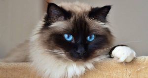 Чи відростають вуса у котів: повний огляд регенерації вібрисів