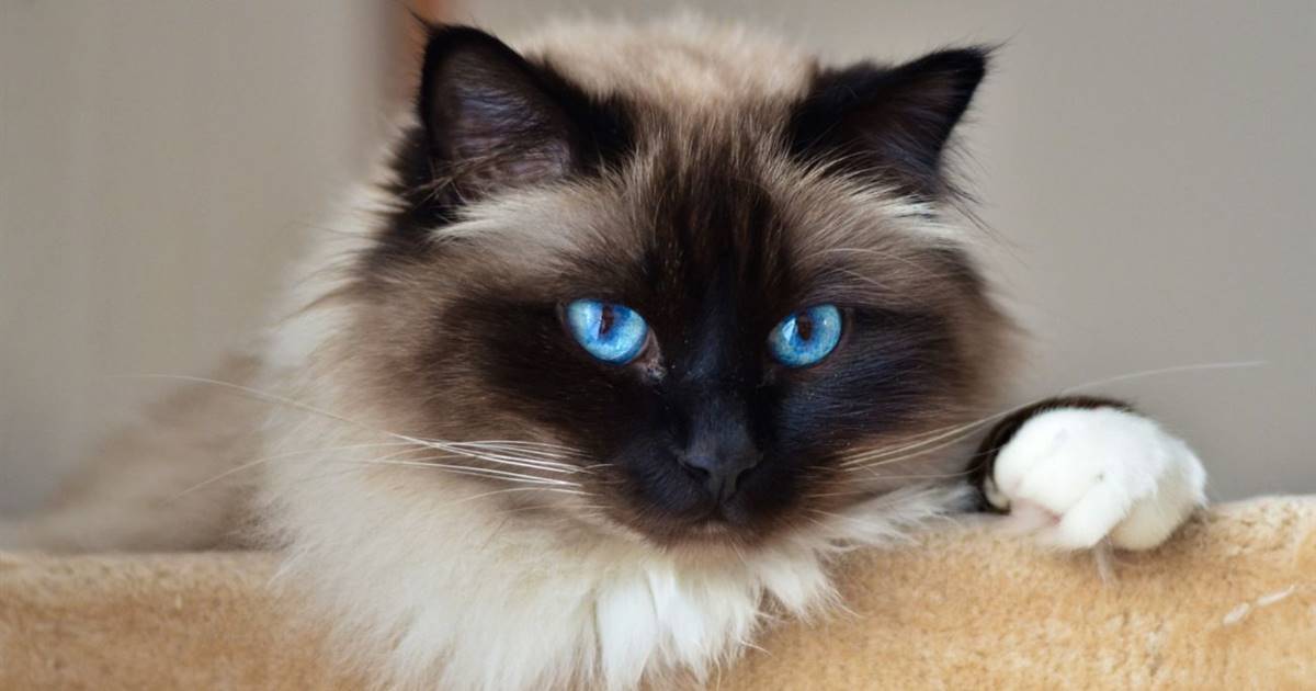 Чи відростають вуса у котів: повний огляд регенерації вібрисів