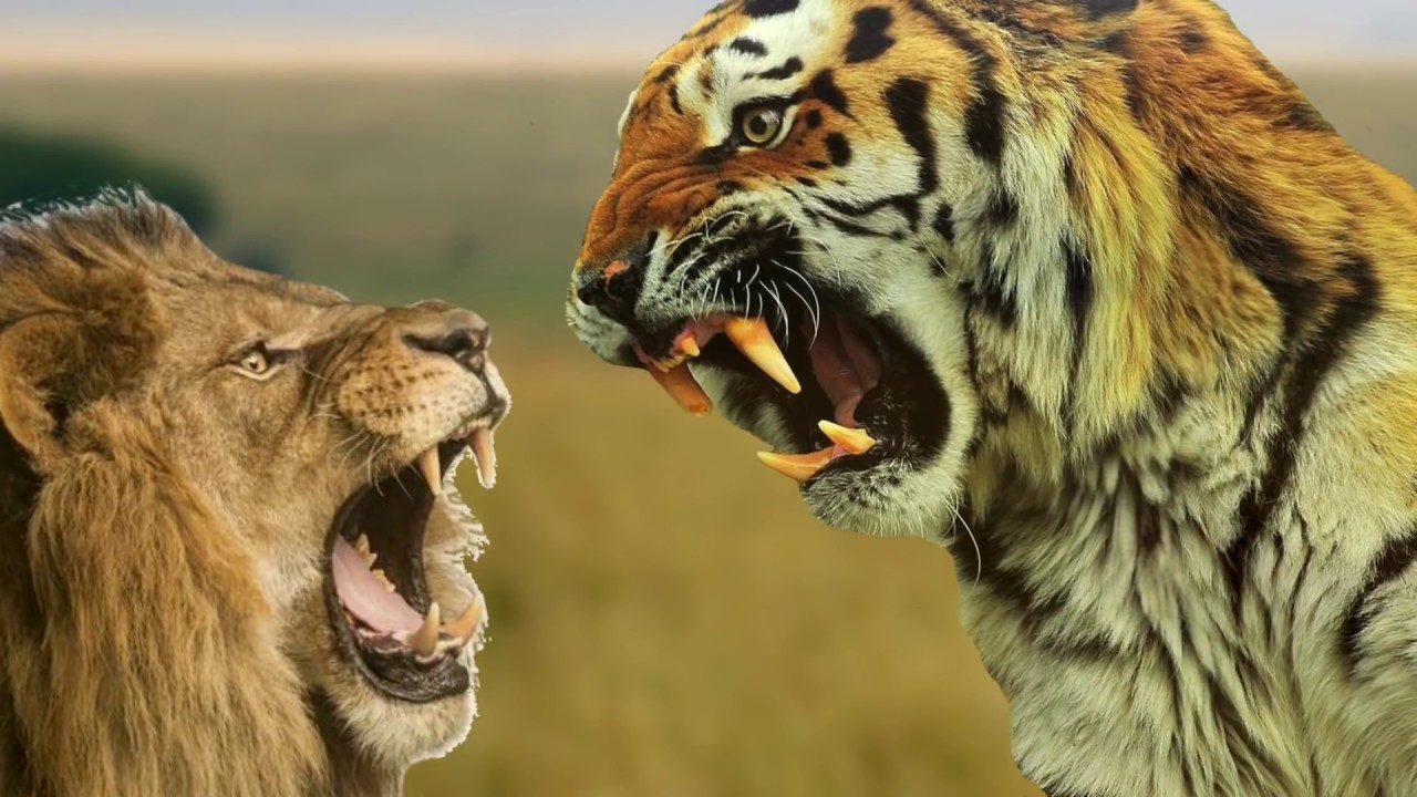 Хто сильніший лев чи тигр: детальне порівняння двох гігантів дикої природи