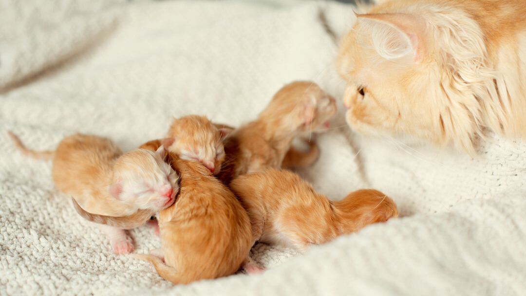 коли кошенята відкривають очі