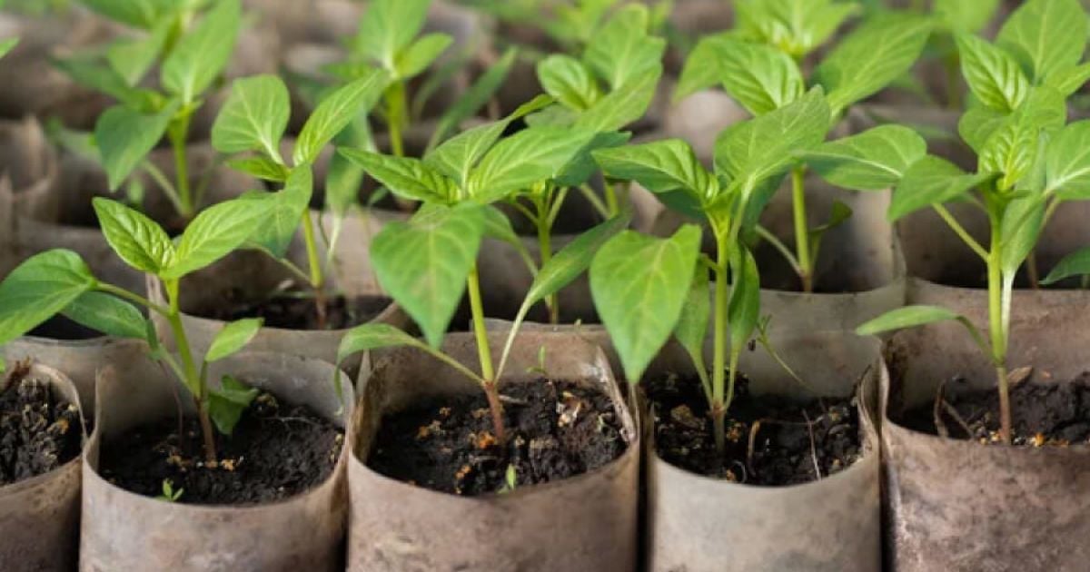 коли сіяти базилік на розсаду