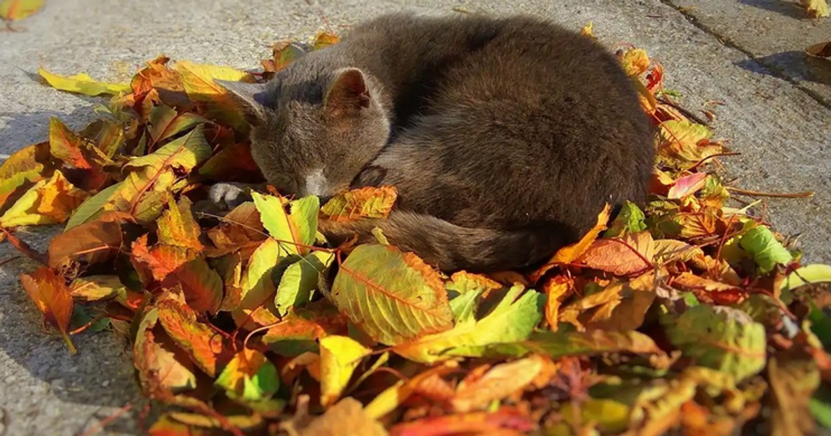 Що робити з опалим листям: екологічні способи перетворити осінній скарб на родючість для саду