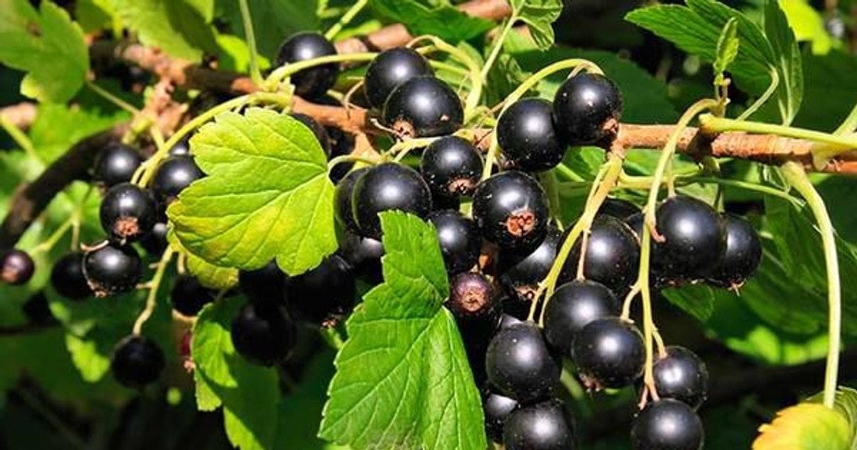 смородина користь