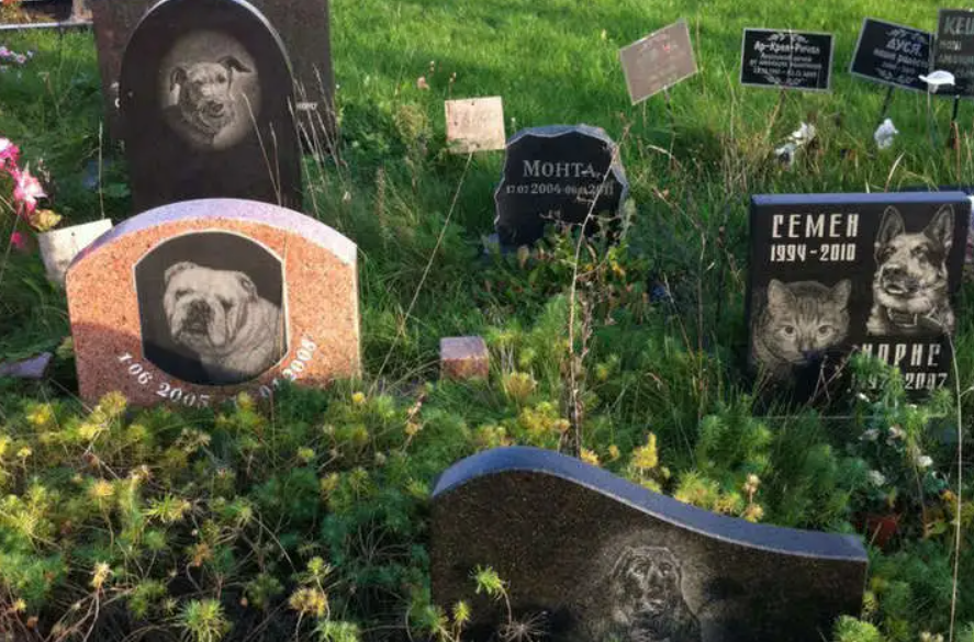 Чи можна хоронити собаку на подвір’ї: закон, ризики та практичні рішення в Україні