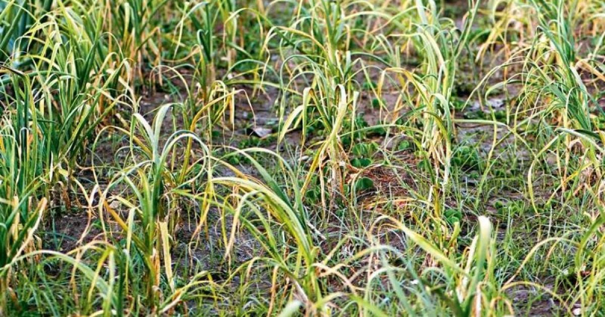 Жовтіє часник: що робити, щоб врятувати врожай