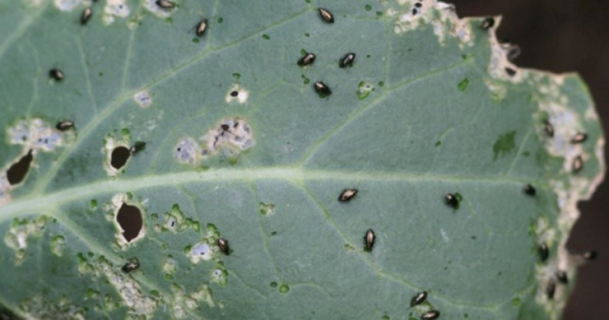 чим кропити капусту від попелиці