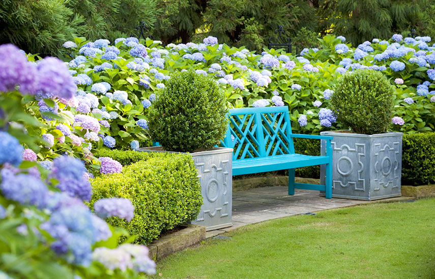 чим підкислити гортензію