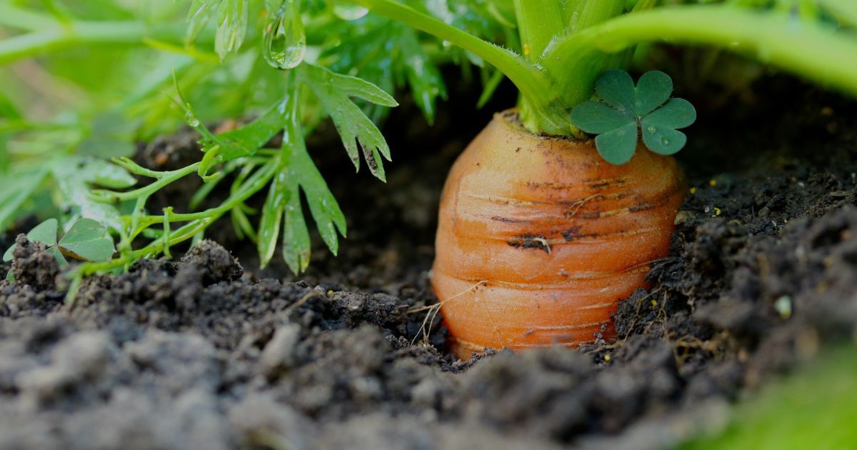 чим підживити моркву в липні