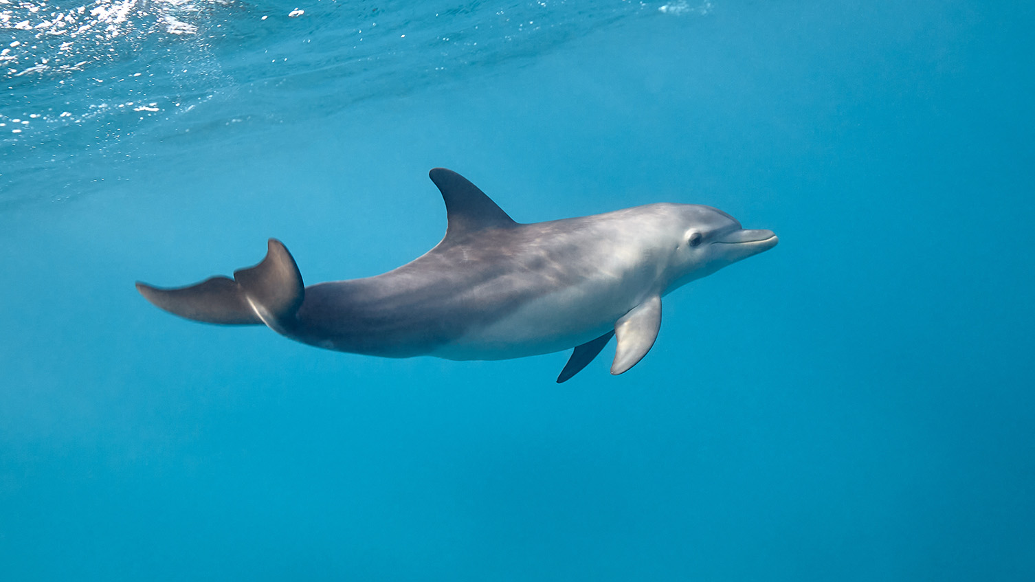 Яка тварина спить з відкритими очима- секрети пильного сну