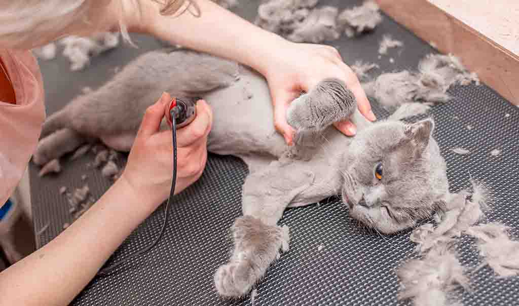 чи можна стригти котів