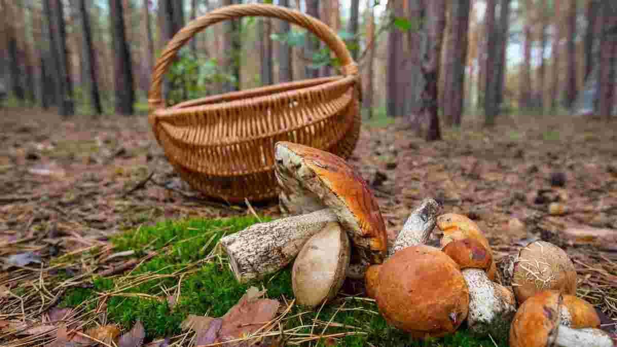 чи є зараз гриби в лісі