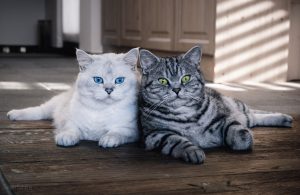 Короткошерсті породи котів: типи шерсті, характер і догляд