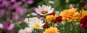 Тест яка я квітка: як прочитати себе через пелюстки