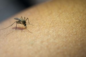 Комарі не здаються восени: як уберегтися від гарячки Західного Нілу