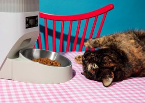 Естетика pet-friendly-дому: стильні лежанки та миски, що доповнюють ваш інтерʼєр
