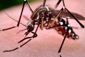 Азійський тигровий комар з’явився на Одещині: ризики вірусів