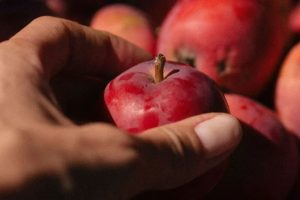 Що змінюється в організмі, якщо їсти яблука регулярно